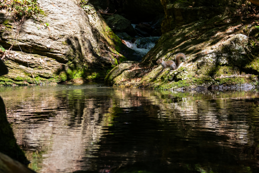 A lagoon surrounded by large rocks, with the squirrel standing on top of one of them