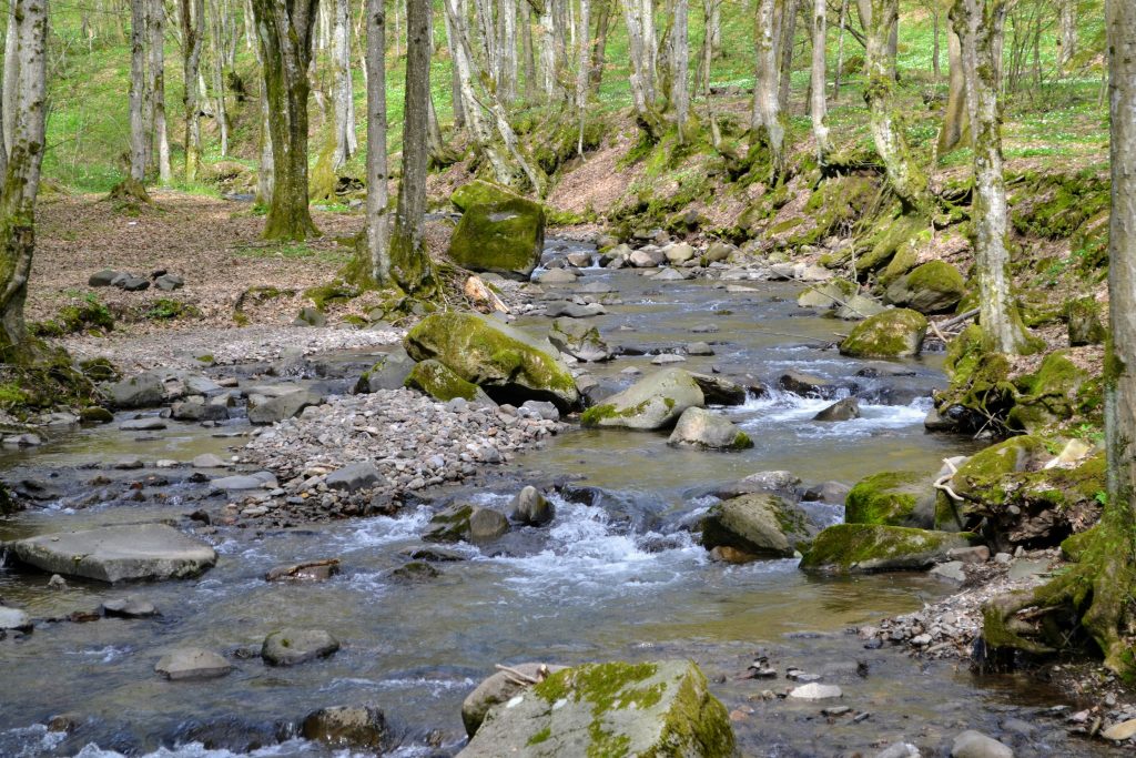 A river with water and rocks surrounded by tall trees